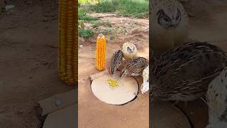 Create Easy DIY Trap  Quail Trap shorts [upl. by Yditsahc]