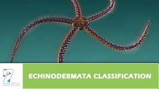 ECHINODERMATA CLASSIFICATION Part1 [upl. by Bertrando372]