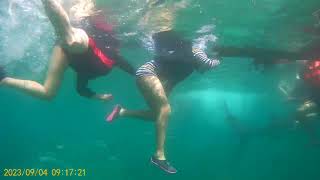 Oslob Cebu Whale shark adventure 2024 [upl. by Houlberg148]