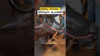 10 ബെൻസ്സിൻ്റെ വിലയുള്ള പോത്ത് anmol buffalo malayalam shorts [upl. by Halladba]