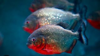 piranah fish tamil மீன் தமிழ் 🐟🐟🐟viralvideo fish aquarim aquariumfish aquriumfans [upl. by Lizette]