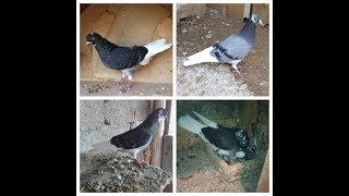 TIPPLERS PIGEON  Tiplera Bishte Bardh 2018 [upl. by Akerdnahs]