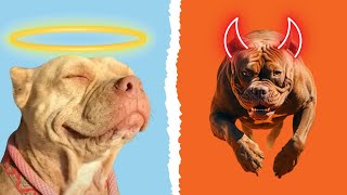 Should Pitbulls be BANNED Its time to be honest [upl. by Clem]