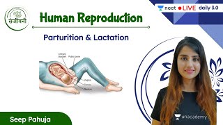 Parturition amp Lactation  Human Reproduction  L12  NEET 202223  Seep Pahuja [upl. by Oulman851]