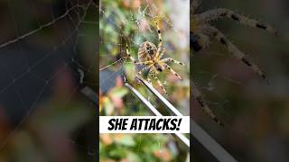 Can Spiders Attack Venus Flytraps [upl. by Belen]