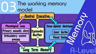 The working memory model AQA ALevel [upl. by Nasus]