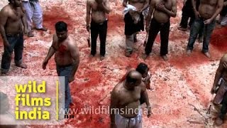 Self flagellation and bloodshed on Muharram in India [upl. by Eslud]