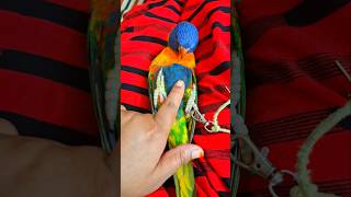 Funny rainbow lorikeet videos birds lorikeet rainbowlorikeet parrot funny funnyparrot shorts [upl. by Lokkin]