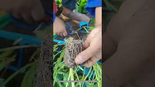 Strawberry Seedlings Transplanting Technique [upl. by Gauldin]