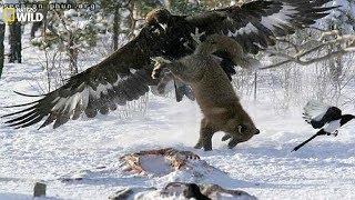 BBC  Life and hunting of large birds hawks eagles  English subtitles  Wildlife [upl. by Rotceh606]