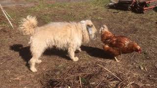 Hund und Huhn [upl. by Francklin]