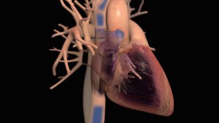 Anatomy and Function of the Heart [upl. by Ynohtnanhoj]