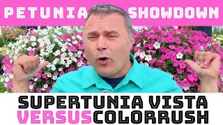 Petunia Showdown Supertunia Vista vs ColorRush [upl. by Eiramlehcar518]