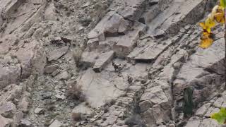 Himalyan ibex Climbing at various parts of Mountain at Gojal valley [upl. by Kampmann]