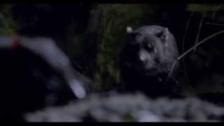 Devils in the Dark Save the Tasmanian Devil  Discover Tasmania [upl. by Ronn459]