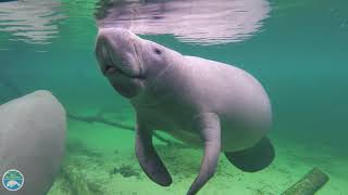 What is a manatee [upl. by Isayg839]