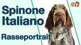 Spinone Italiano im Rasseportrait Weißt du alles über diese italienische Hunderasse [upl. by Jenny782]