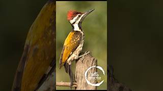 Black rumped Flameback woodpecker  Golden Flameback [upl. by Atisor]