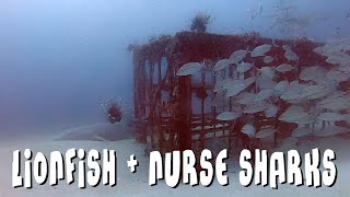 Lionfish and Nurse Sharks  Destin Florida Spearfishing [upl. by Sixel]