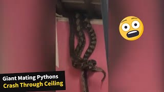 Two HUGE mating pythons crashing through ceiling [upl. by Lachlan]