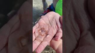 Not all jellyfish sting but be sure before you touch them familyfun familytimefun familyvlogs [upl. by Russian]