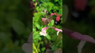 Salvia microphylla Candle glow [upl. by Eessej]