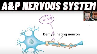 Oligodendrocytes vs Schwann Cells GuillainBarré Syndrome amp Multiple sclerosis MS Demyelination [upl. by Ymrej]