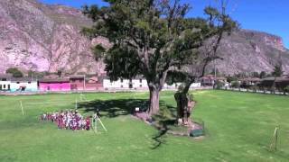 Árbol de Pisonay  Pisonay tree [upl. by Anawd584]