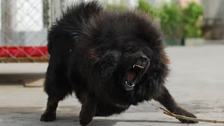 Tibetan mastiff vs pitbull dog Real fight 🧐😱shorts 🔥 [upl. by Ainak240]