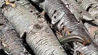 Coronado Skink eating mealworms [upl. by Bradan]