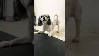 Shih Tzu Barking 😂 [upl. by Sumerlin]