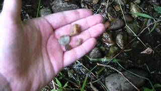 Creek with Gold bearing Quartz in it [upl. by Brandtr]