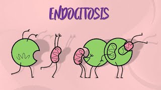 Tipos de endocitosis [upl. by Yllatan]