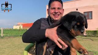 Tyagi’s Rottweilers Professional Rottweiler Breeder  Dog Kennel Ambala Haryana  Scoobers [upl. by Ahseyt]