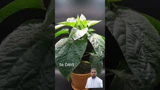 115 Days in 33 Seconds  yellow Bell Pepper [upl. by Fem]