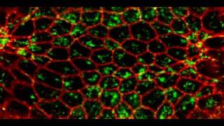 Pulsed actomyosin contraction drives apical constriction [upl. by Anaj]