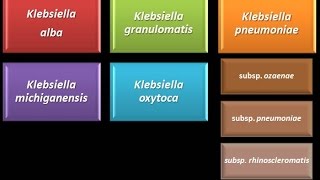 Dominio Bacteria Phylum Proteobacteria 27  Gammaproteobacteria  Enterobacteriaceae Klebsiella [upl. by Vaules632]