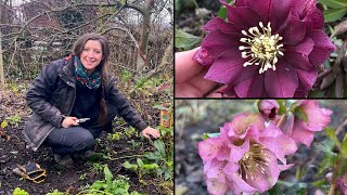 Hellebore Winter Care  Quick Tips  Homegrown Garden [upl. by Llerdnad605]