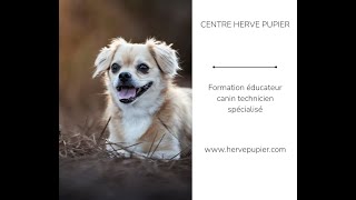 Hervé Pupier  Formation Educateur canin [upl. by Nwahsram]