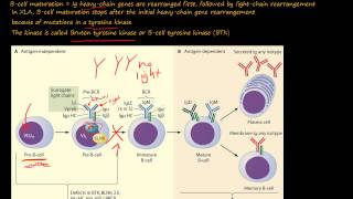 105P What is XLinked Agammaglobulinemia XLA or Bruton Disease [upl. by Enawyd]