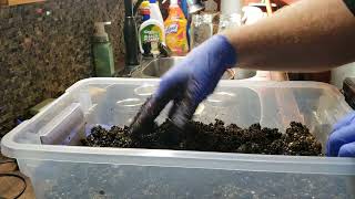 How to do a manure based substrate and easy pasturizeing method [upl. by Toni688]