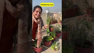 December ka Harvest from Terrace Garden  Itni badi Knol Knol  Karonda aur kya kya shorts [upl. by Leahkim]