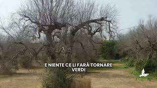 OlivaMi  Xylella in Salento [upl. by Marv]