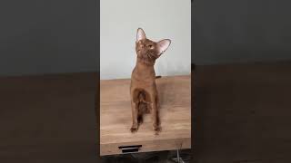 Cinnamon Oriental Shorthair Cat 🧡 [upl. by Yenduhc278]