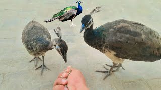 Peacock litlle chicks feeding my hand  mor k bacche ki khorak  peafowl chicks feed [upl. by Ynohtn730]