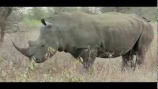 Honey Badger Narrates The Toughass Rhino LETS SAVE THEM [upl. by Shurlock]