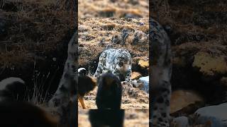 ¡Mastin tibetano vs Leopardo de las nieves mastintibetano vs leopardodelasnieves [upl. by Yspyg]