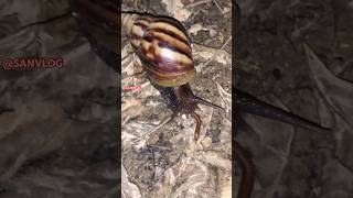 Snails want to eat millipedes 🐌🪱 animals nature funny toad cute shortvideo snail shorts [upl. by Pratte]