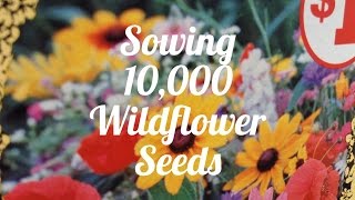 Sowing 10000 Wildflower Seeds 🌼 [upl. by Dniren]