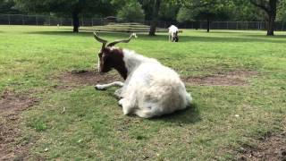 Cabras lecheras de Texas [upl. by Yrgoerg866]